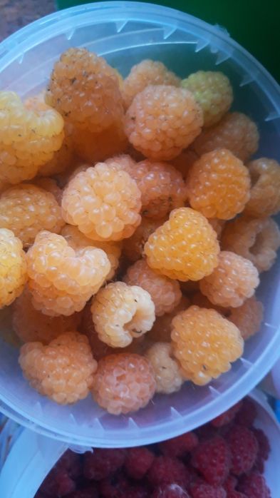 Продам малину дачную