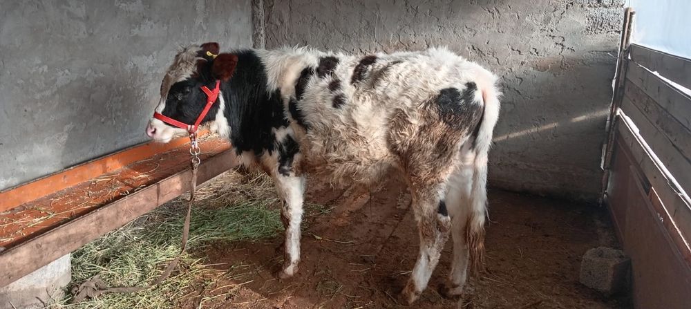 Бука бык бир жасар 2 еу