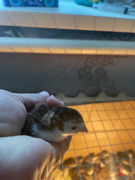 Цесарки циплята 3-х недельные