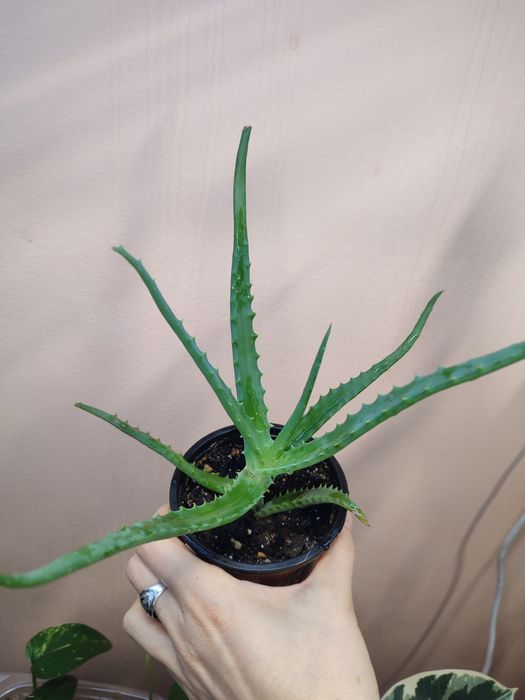 Отростки хойя, дисхидия, эпипремнум