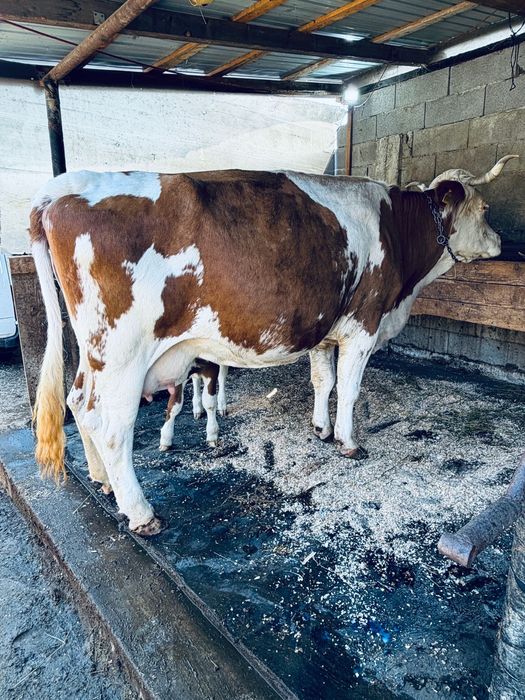 Vaca baltata cu vitel