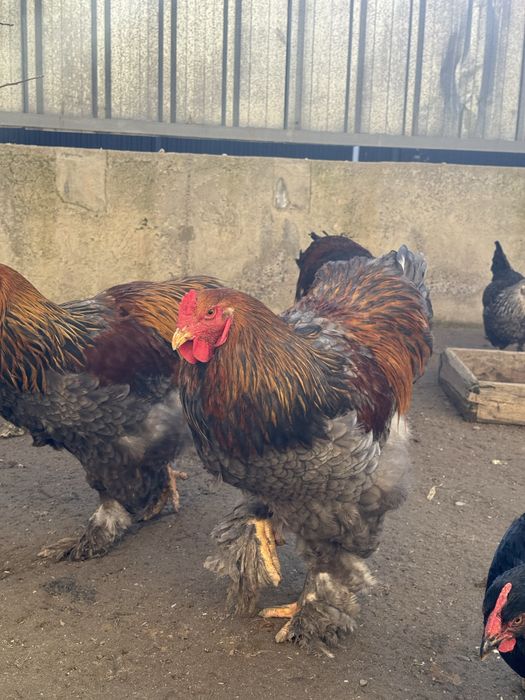 Голубокуропатчатая брама