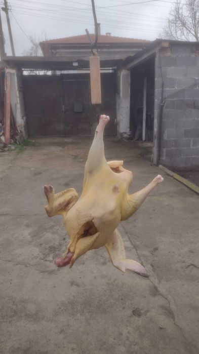 Пуйки пуяк и петли.