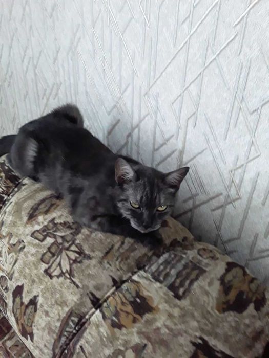 Котенок, девочка, массажист, срочно ищет себе любящих хозяев