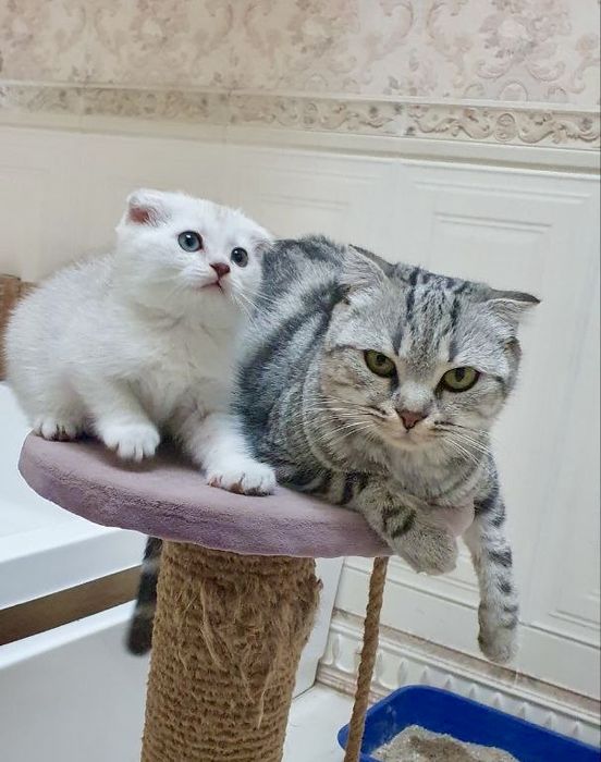 Skotish fold Ona bola