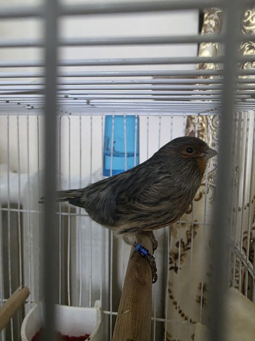 Канарейки пара красное дерево, чёрно-красный мозай