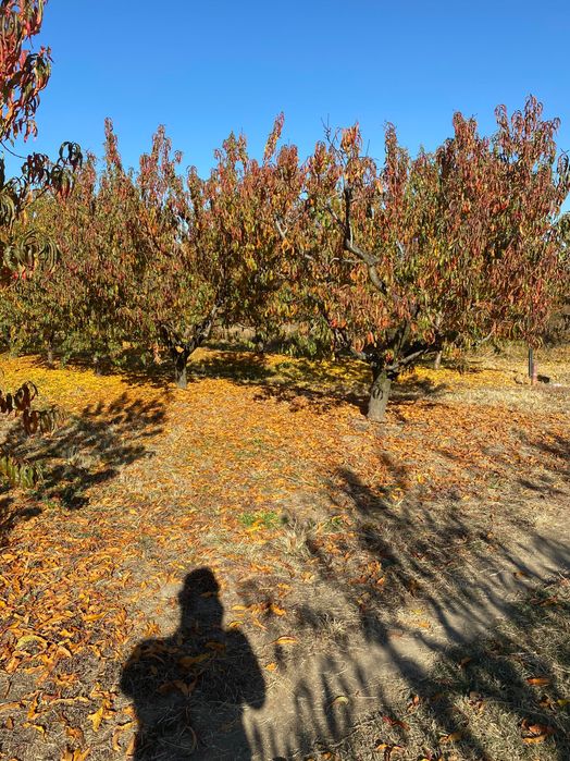 Овощна прасковена градина