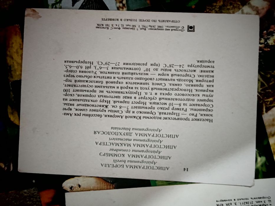 Открытки животных 82 и 88 гв