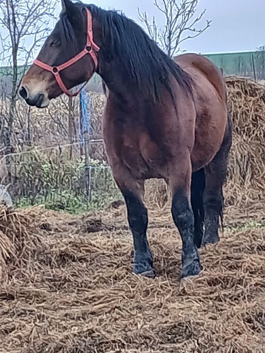 Trei iepe de vânzare