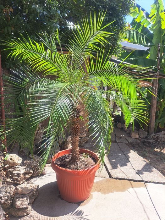 Палма феникс рубелине