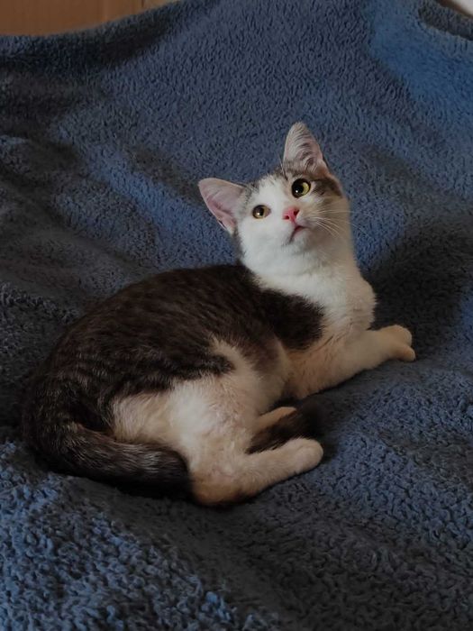 Котёнок 6 месяцев, мальчик