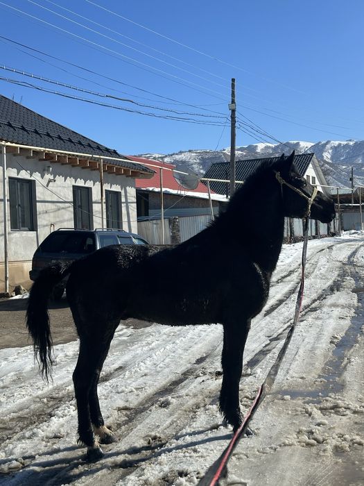 Продам бодрую лошадь! ( Ат сатылады)