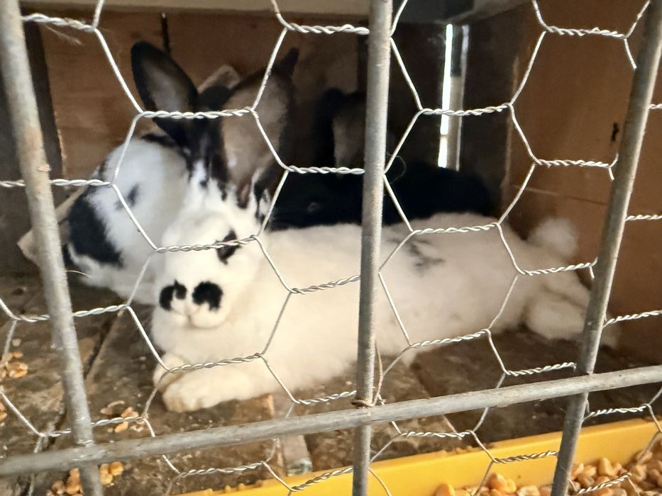 Iepuri de vanzare diferite culori