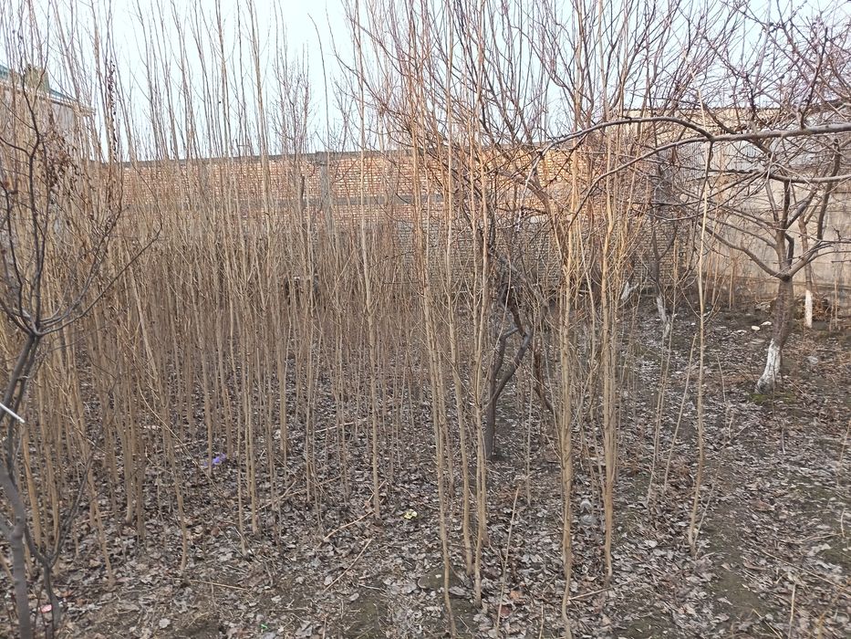 Terak kuchat sotiladi