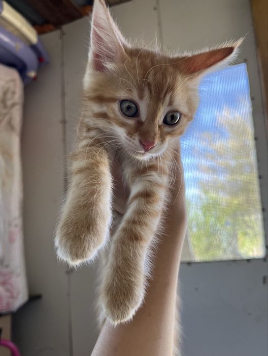 Отдам Кота Бесплатно