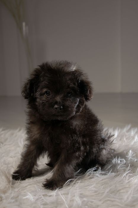 Мальтипу шикарные щенки