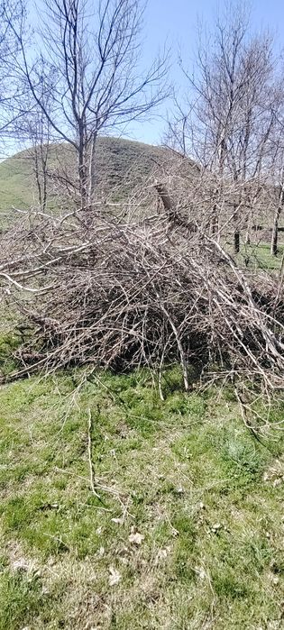 Ветки бесплатно отдам