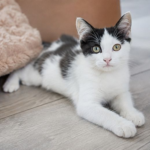 Котёнок в поисках дома