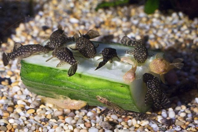 Продам анциструсов