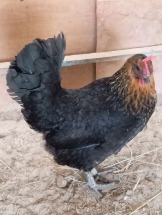 3мекендер  Сатылады