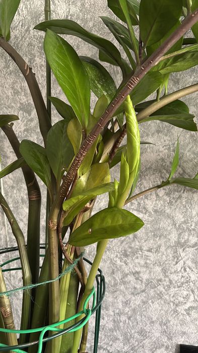 Замиакулькас высокий цветы