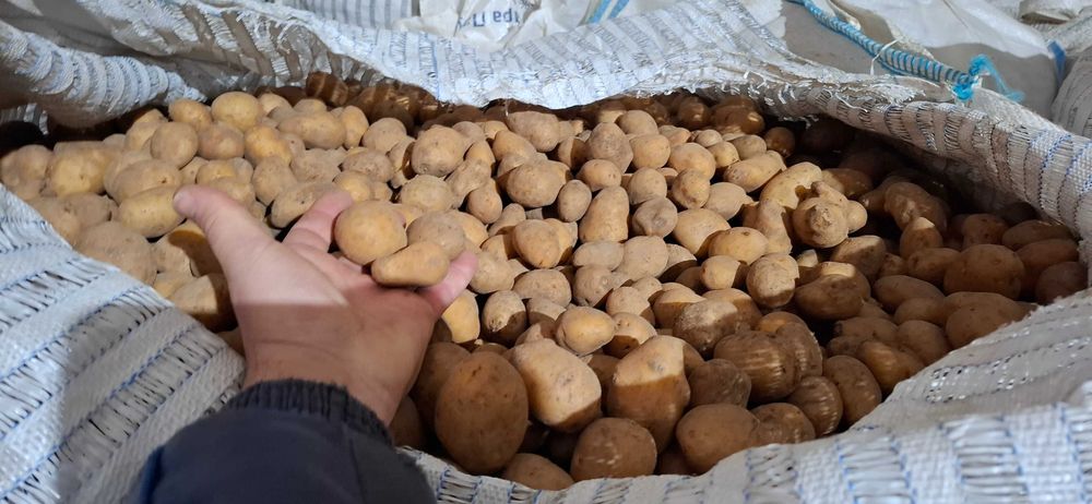 Семена картофи сорая Б клас