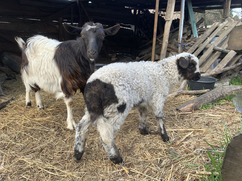 Miel cu iadă de vanzare