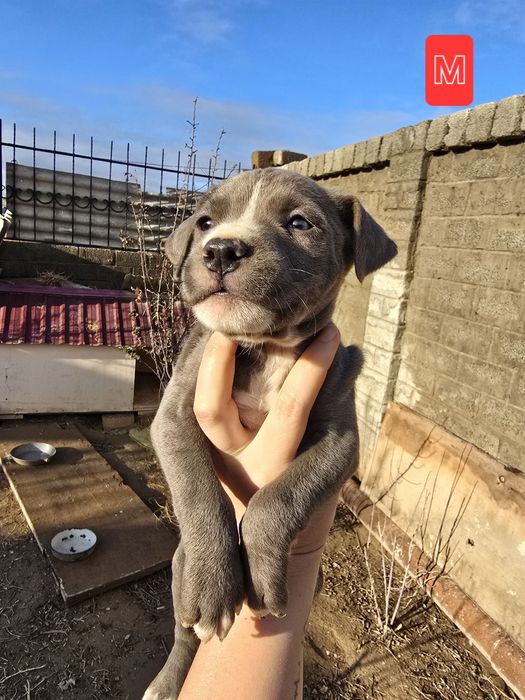 Продаются щенки питбуля