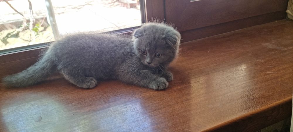 Котёнок продаётся