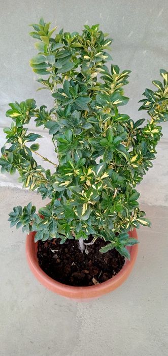 Yaltiroq bay . Shamshot