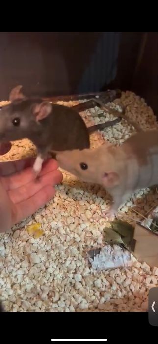 Две крысы и клетка