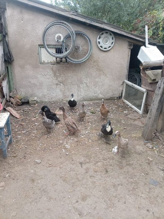 Rate Alergătoare