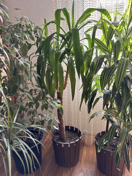 Комнатные цветы, цветы для офиса