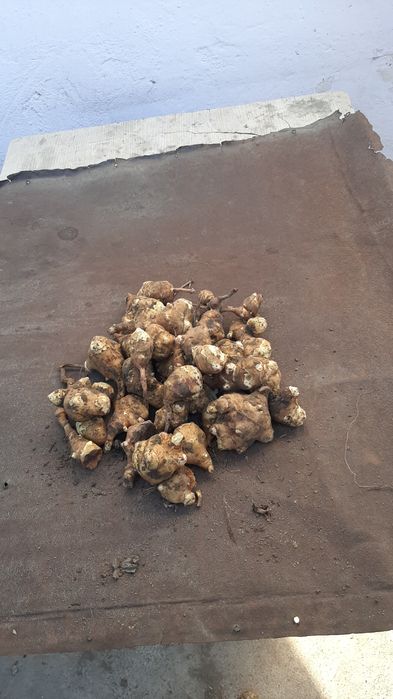 Продам тапинамбур,,еще назыают земляная груша, лечит сахарныц диабет.