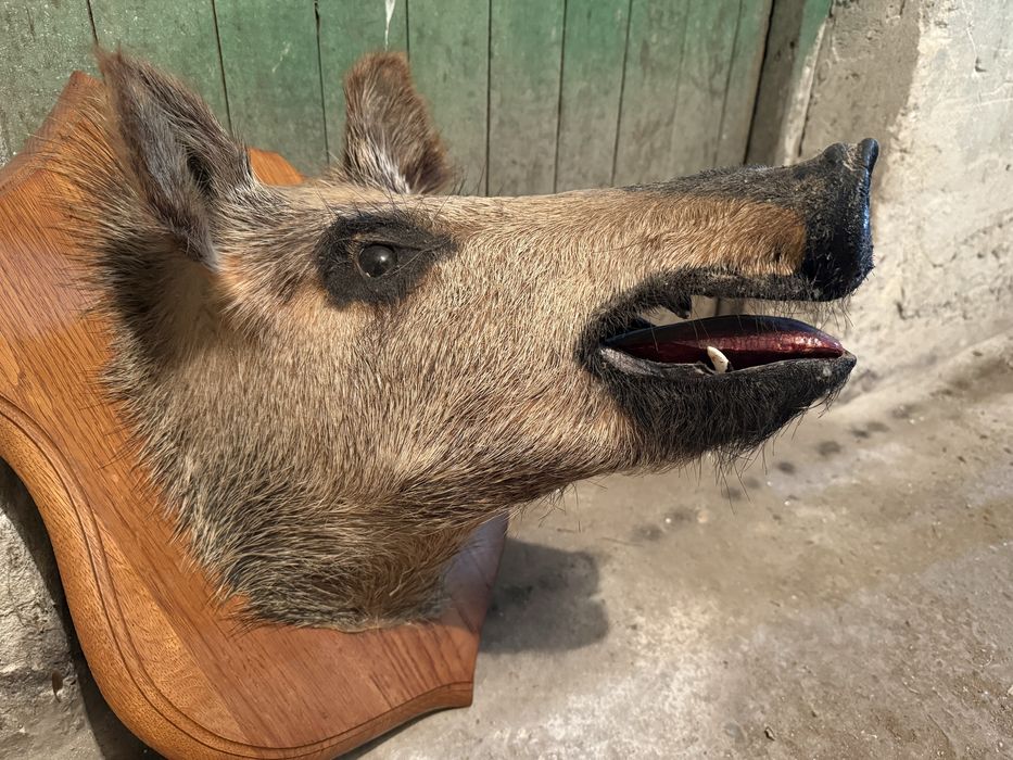 Продавам препариран глиган