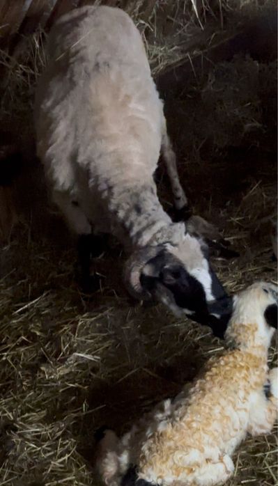 De vanzare 6 oi cu lapte