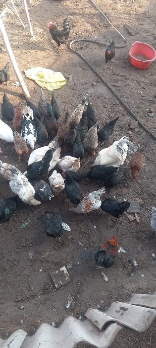 хороз ва идушкалар