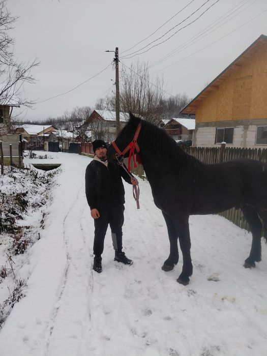 Vând armăsar foarte cuminte