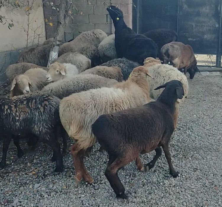 Ешкі қойлар сатыдады