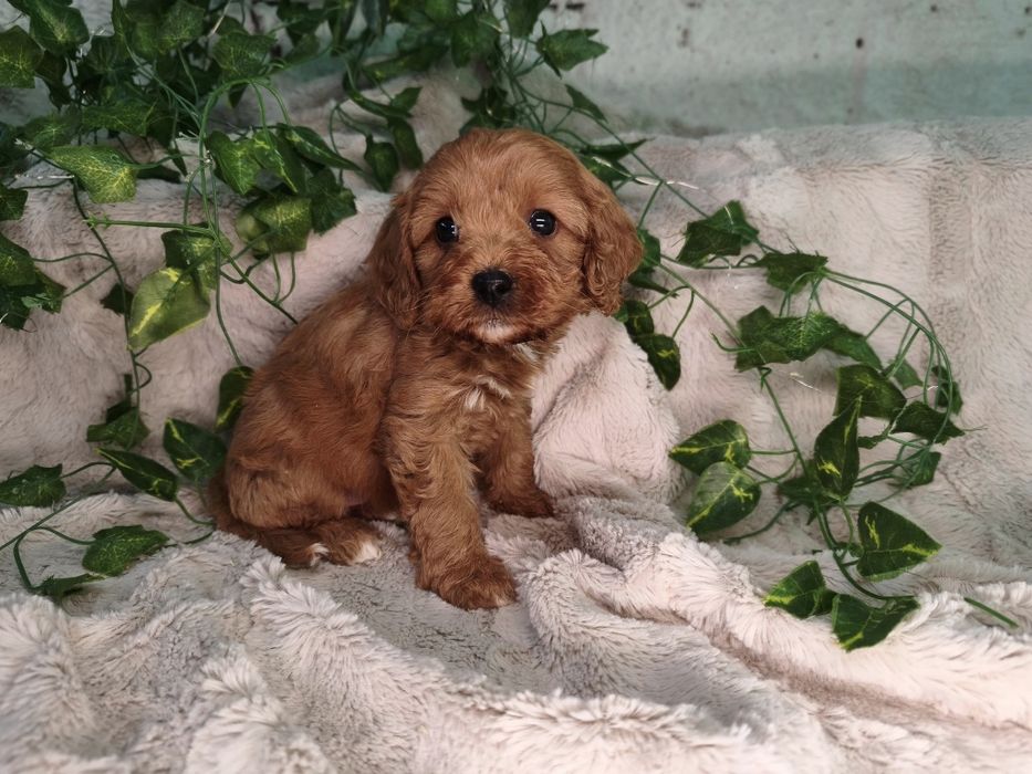 Vand fetita Cavapoo red F1