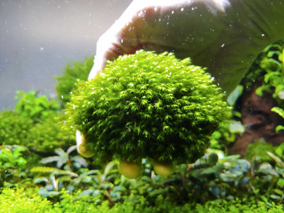 Plante Muschi de acvariu/Coral Moss/Fissidens Fontanus/Christmas/Pelia