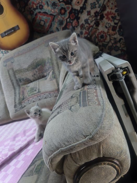 Милые котята ищут доброго хозяина