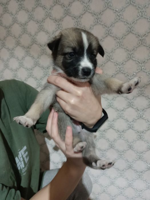 Отдам щеня  в добрые руки .