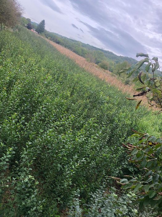 Pomii fructiferi  PRoducator