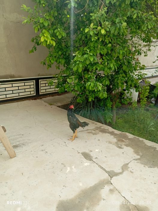 Xuroz sotiladi joʻja