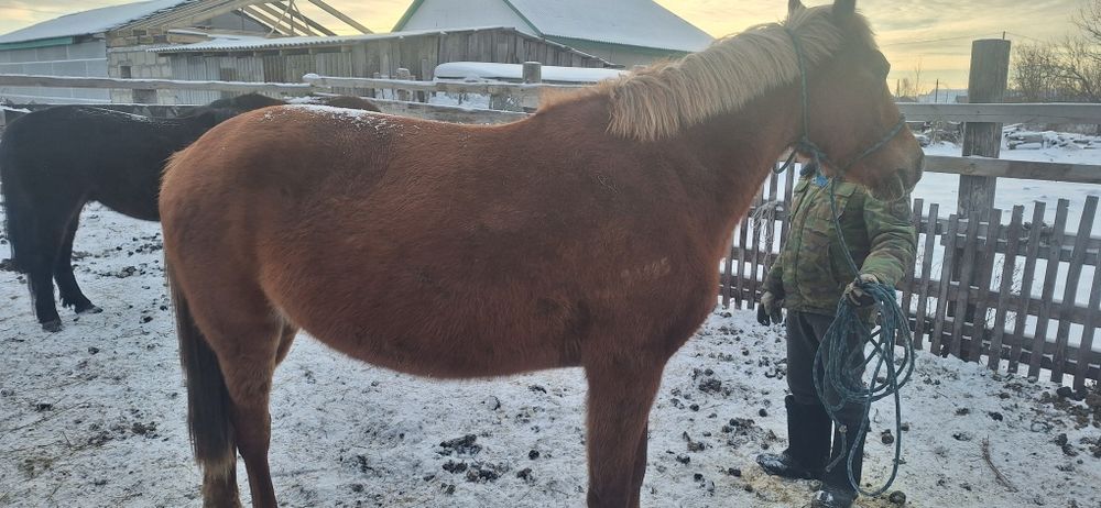 Продам жеребую кобылу возраст 5 лет.