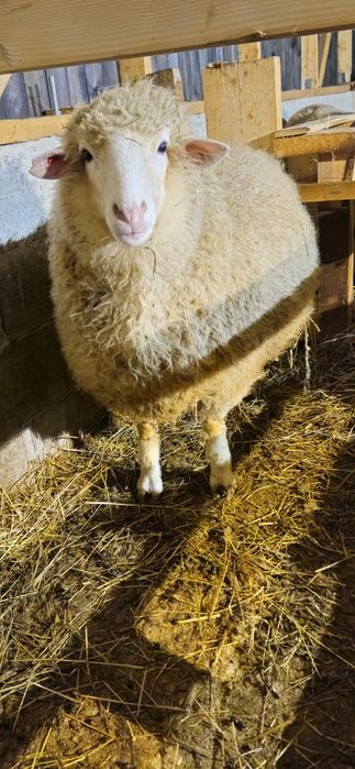 Vând oaie metis  ile de france cu lacaune sau masivul central