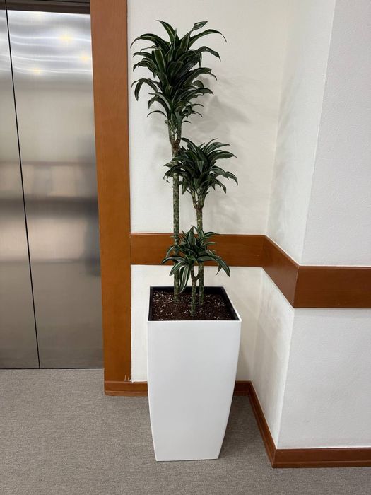 Офисные растения