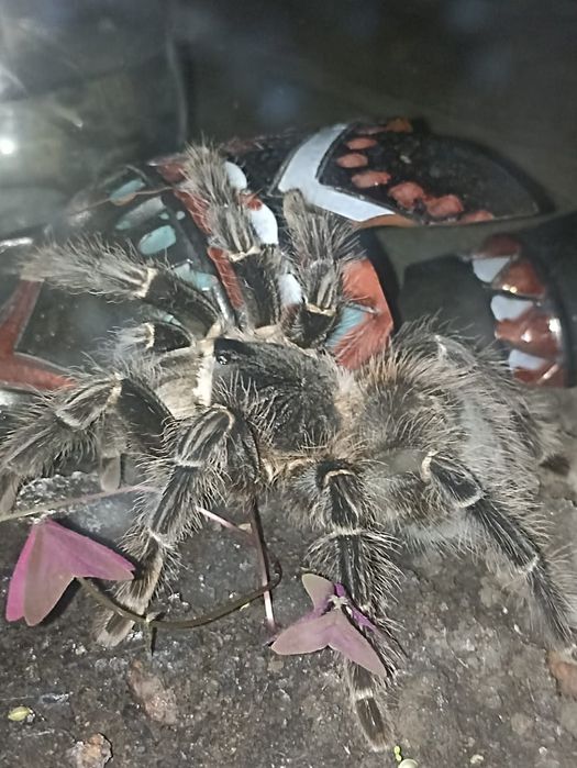 Паук птицыед продам