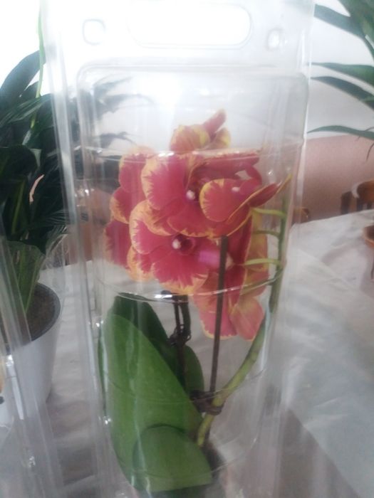 Продам комнатные цветы Архидея